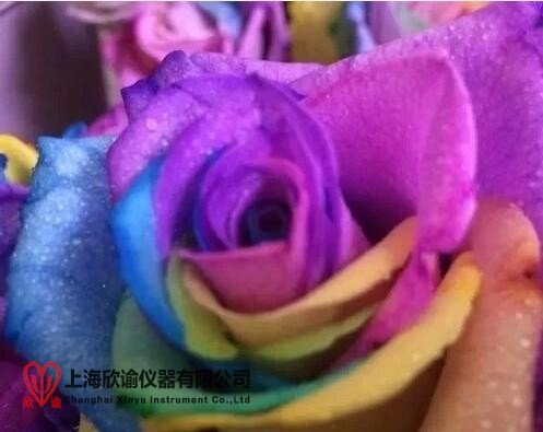 玫瑰凍干設(shè)備是什么樣子的